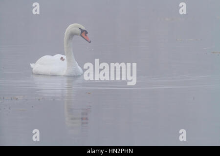 Mute Swan (Cygnus olor) sur l'eau. La Basse Silésie. La Pologne. Banque D'Images
