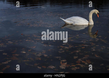 Mute swan (Cygnus olor), des profils sur l'eau au crépuscule. La Basse Silésie. La Pologne. Banque D'Images