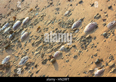 Méduses sur la plage de sable sous le soleil Banque D'Images