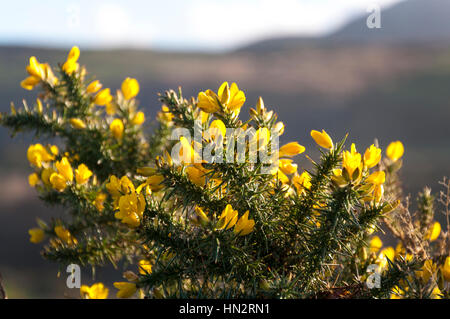 La floraison des plantes bush ajoncs Ulex europaeus avec fleurs jaune vif Banque D'Images