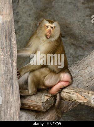 Belle queue de cochon macaque (Macaca nemestrina) dans la forêt thaïlandaise Banque D'Images