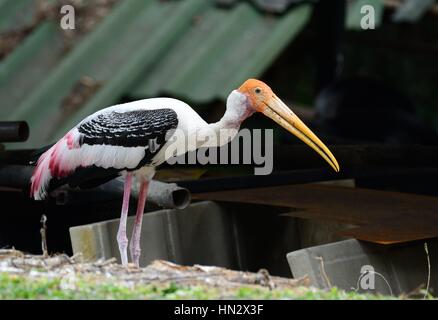 Colonie de reproduction de Painted Stork (Mycteria leucocephala) dans la forêt thaïlandaise Banque D'Images