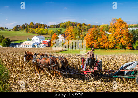 Cheval Amish farm corn picker sur le terrain près de Berlin, dans l'Ohio, aux États-Unis. Banque D'Images