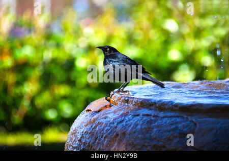 Vigilants Quiscale de Brewer et le bain dans l'eau de la fontaine d'eau dans la région de Napa Valley, Californie Banque D'Images