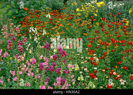 Colorés et sauvages de la plantation d'Œillets d'Inde Tagetes et Antirrhinums Banque D'Images