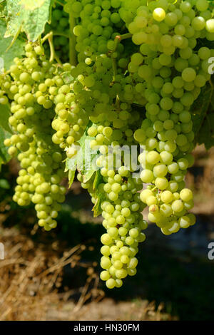 Vignoble, agriculture, vin, paysage, vert, pays, champ, récolte, rural, vigne, vignoble, campagne, Bordeaux vignoble, vigne, raisin, france Banque D'Images