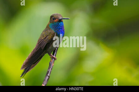 White-tailed Hillstar (Urochroa bougueri). Carmen de Atrato, Choco Banque D'Images