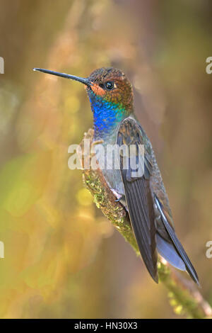 White-tailed Hillstar (Urochroa bougueri). Carmen de Atrato, Choco Banque D'Images