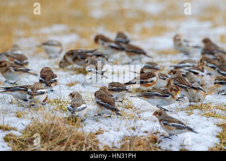 Le bruant des neiges (Plectrophenax nivalis) troupeau de nourriture en hiver Banque D'Images