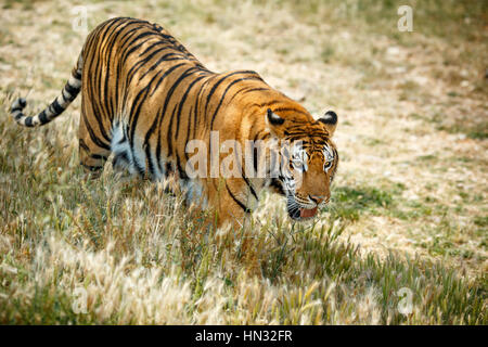 Tigre du Bengale en journée d'été Banque D'Images