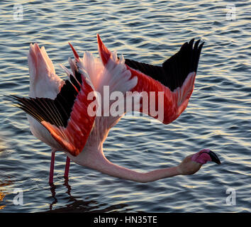 Flamant rose en Camargue , France. Ornithologique du parc de pont de gau Banque D'Images