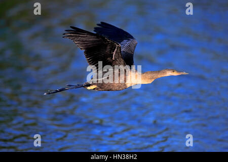 , Anhinga (Anhinga anhinga), Wakodahatchee Wetlands, Delray Beach, Florida, USA, Amérique du Nord, les femelles adultes de battant Banque D'Images