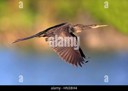 , Anhinga (Anhinga anhinga), Wakodahatchee Wetlands, Delray Beach, Florida, USA, Amérique du Nord, les femelles adultes de battant Banque D'Images