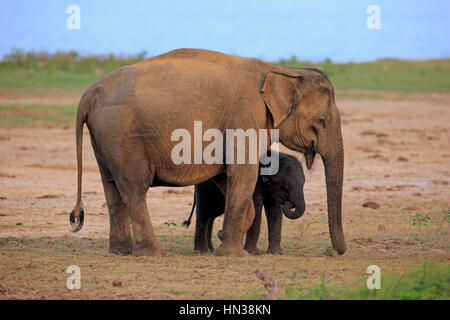 L'éléphant, le Sri Lanka (Elephas maximus maximus), l'éléphant asiatique, mère avec les jeunes, l'alimentation, le parc national de Yala au Sri Lanka, en Asie Banque D'Images