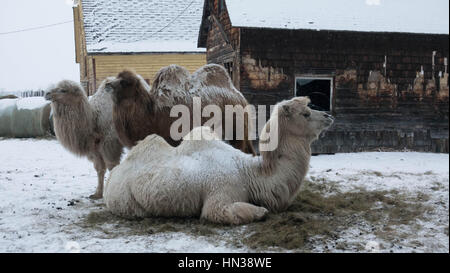 Les chameaux de Bactriane dans le centre de l'Alberta, Canada,l'hiver Banque D'Images