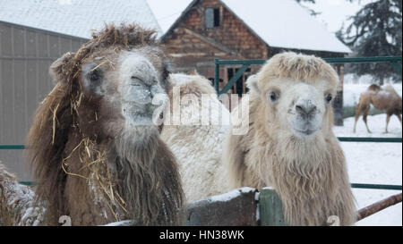 Les chameaux de Bactriane dans le centre de l'Alberta, Canada,l'hiver Banque D'Images