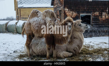 Les chameaux de Bactriane dans le centre de l'Alberta, Canada,l'hiver Banque D'Images