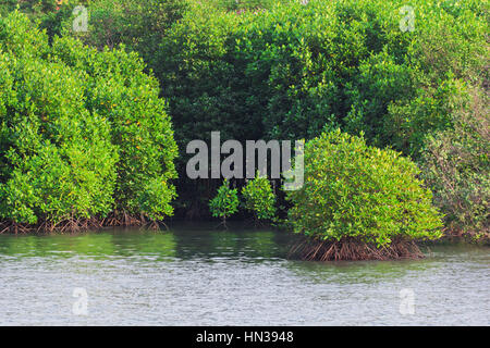 Les mangroves le long de la mer Banque D'Images