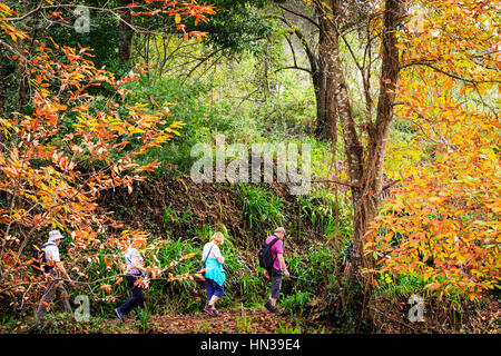 Levada à pied avec un groupe d'excursion à travers la forêt, de Madère Banque D'Images