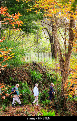 Levada à pied avec un groupe d'excursion à travers la forêt, de Madère Banque D'Images