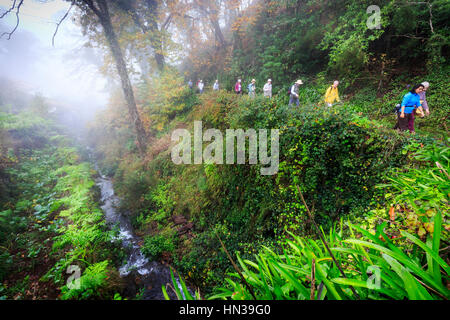 Levada à pied avec un groupe d'excursion à travers la forêt, de Madère Banque D'Images