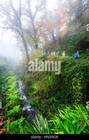 Levada à pied avec un groupe d'excursion à travers la forêt, de Madère Banque D'Images