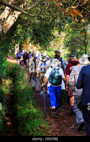 Levada à pied avec un groupe d'excursion à travers la forêt, de Madère Banque D'Images