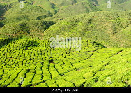 La plantation de thé dans les Cameron Highlands, Malaisie Banque D'Images