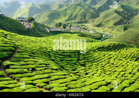 La plantation de thé dans les Cameron Highlands, Malaisie Banque D'Images