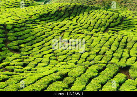 La plantation de thé dans les Cameron Highlands, Malaisie Banque D'Images