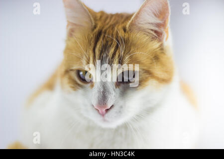 Nourriture pour chat jaune animal Banque D'Images