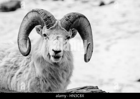 Big Horn Sheep en noir et blanc hiver Banque D'Images