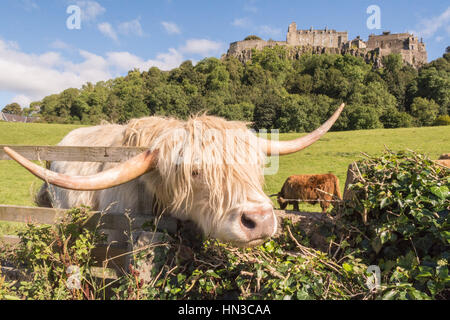 Le Château de Stirling, Highland cattle, vaches highland, Stirling, Ecosse Banque D'Images