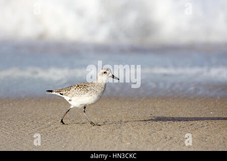 Un bécasseau sanderling marcher au bord de l'eau sur la plage Banque D'Images