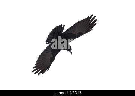 Raven gracieux dans fly propagation des ailes contre fond blanc Banque D'Images