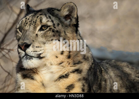 Un Léopard des neiges du Zoo d'Oklahoma City. Banque D'Images