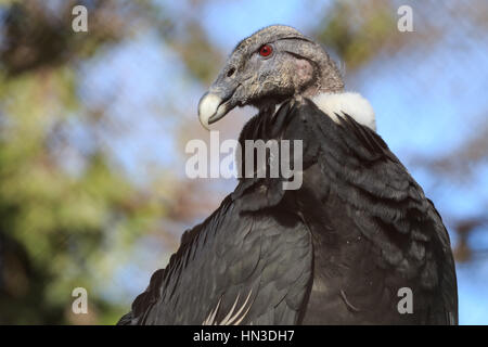 Un Condor des Andes forment Le zoo d'Oklahoma City. Banque D'Images