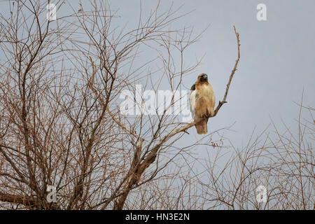 Un large Red-tailed hawk perché dans un arbre, à une bordure de l'Oklahoma. Banque D'Images