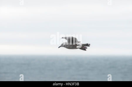 Goéland argenté juvénile volant à Aberystwyth, Pays de Galles Banque D'Images
