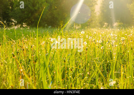 Sur une pelouse verte au début matin brumeux . la rosée sur l'herbe verte luxuriante un matin brumeux de l'été. Les rayons de soleil tombent sur l'herbe humide de rosée et des fleurs. Banque D'Images