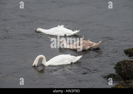 Les cygnes tuberculés avec cygnet se nourrir dans le port d'Aberystwyth, Pays de Galles Banque D'Images