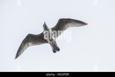 Les jeunes harengs, Larus argentatus, vu à Aberystwyth Banque D'Images