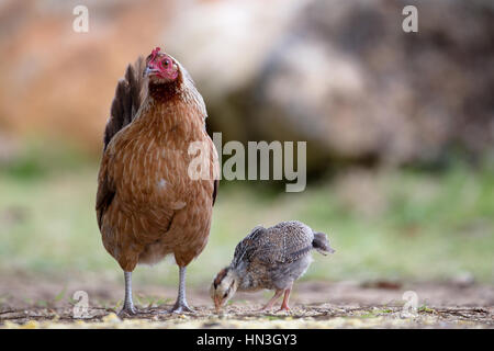 Feral hen avec chick sur Kauai, Hawaii, USA. Banque D'Images