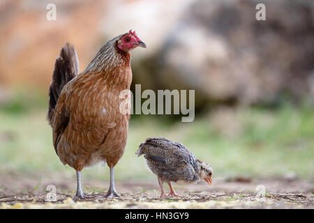 Feral hen avec chick sur Kauai, Hawaii, USA. Banque D'Images