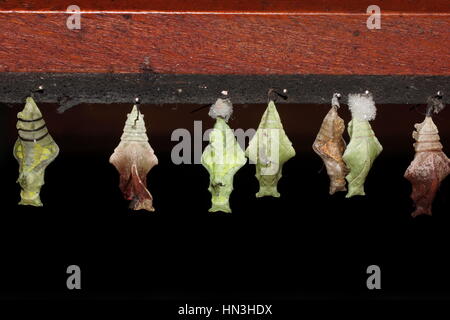 Les cocons de papillons tropicaux. Chrysalides de papillons dans un papillon au Costa Rica, Amérique centrale. Banque D'Images