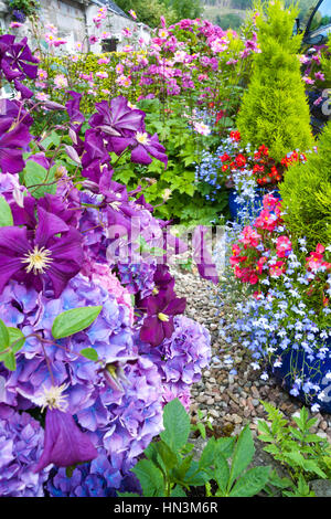 Beaux hortensias et violet de clématites dans le jardin Banque D'Images