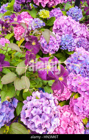 Beaux hortensias et violet de clématites dans le jardin Banque D'Images