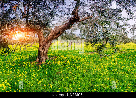 Fleurs jaunes dans le jardin en fleurs Banque D'Images