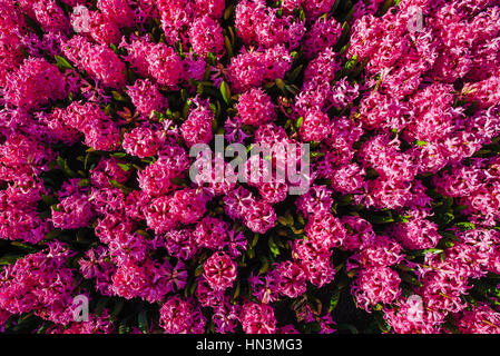Fleurs roses dans les jardins Banque D'Images