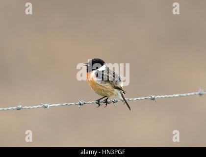 Chant africain stonechat (Saxicola torquata) assis sur les barbelés, région du Bas Rhin, Rhénanie du Nord-Westphalie, Allemagne Banque D'Images